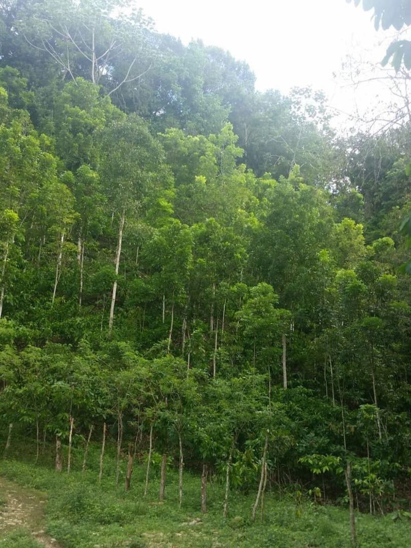 Mixed Farming Cocoa-hondurian Mahoganny-cattle Farm