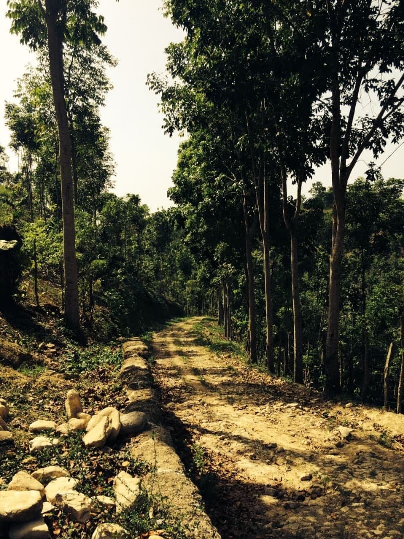 Mixed Farming Cocoa-hondurian Mahoganny-cattle Farm - Image 2