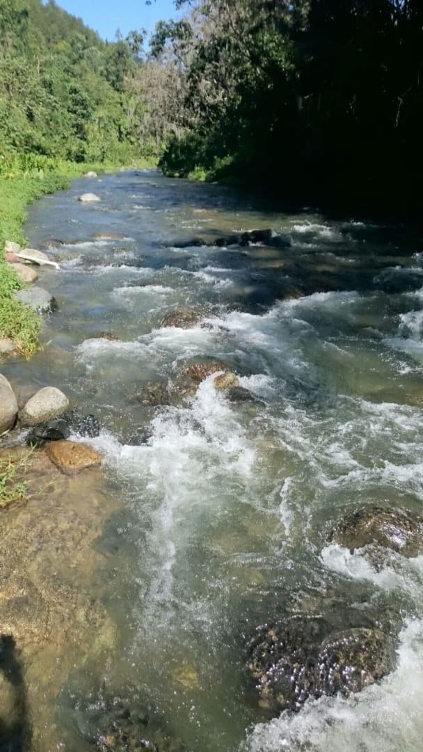 Mixed Farming Cocoa-hondurian Mahoganny-cattle Farm - Image 3
