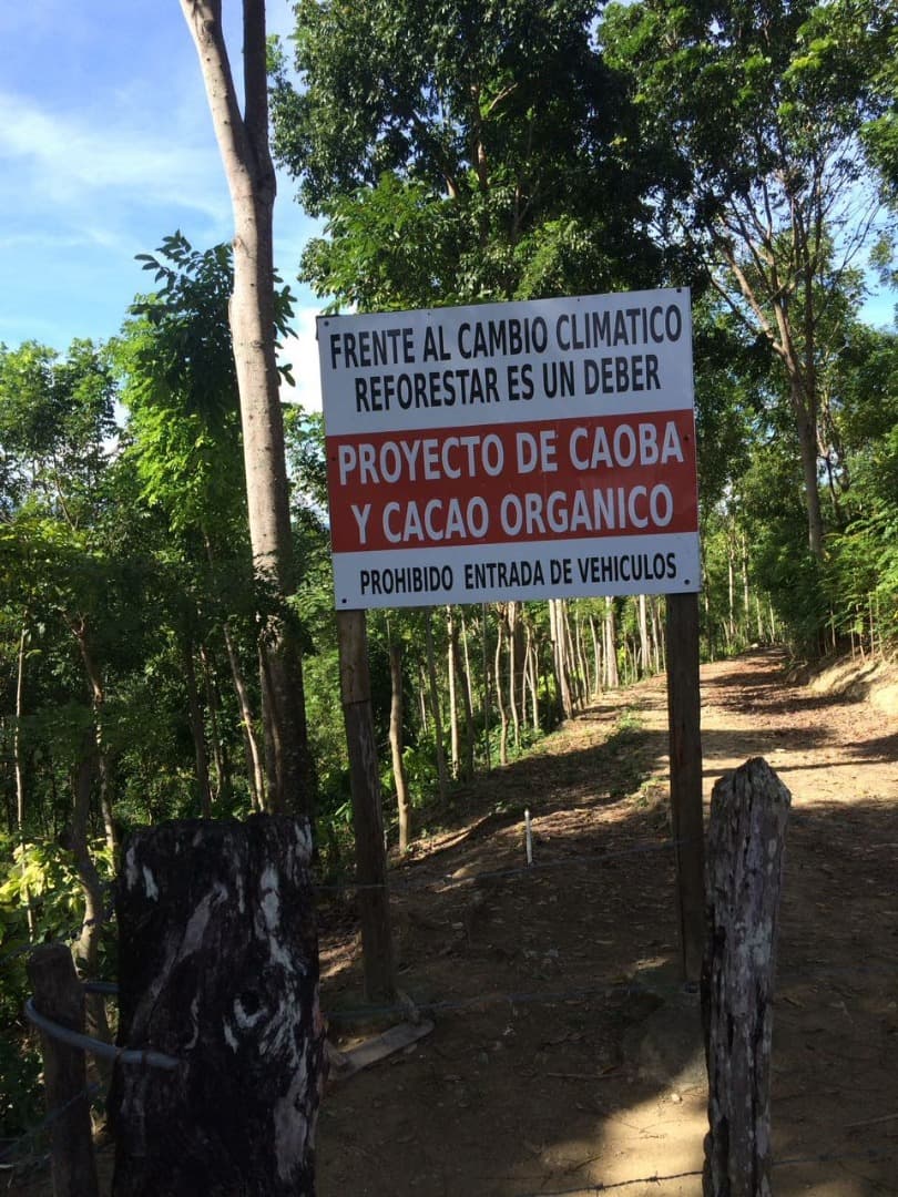 Mixed Farming Cocoa-hondurian Mahoganny-cattle Farm - Image 4
