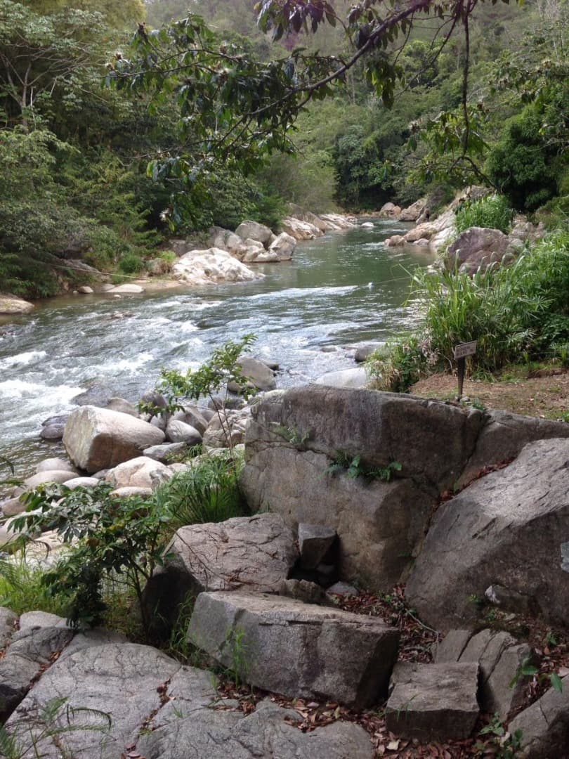 Mixed Farming Cocoa-hondurian Mahoganny-cattle Farm - Image 5