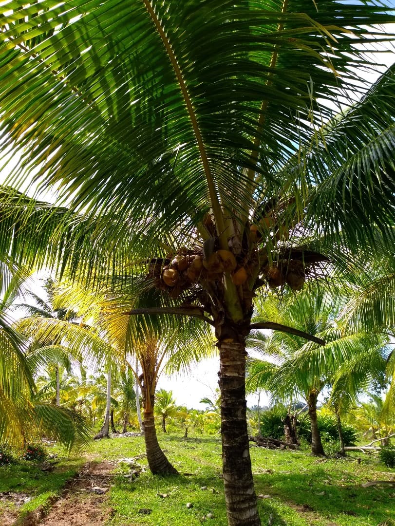 Young Hybrid Coconut Farm