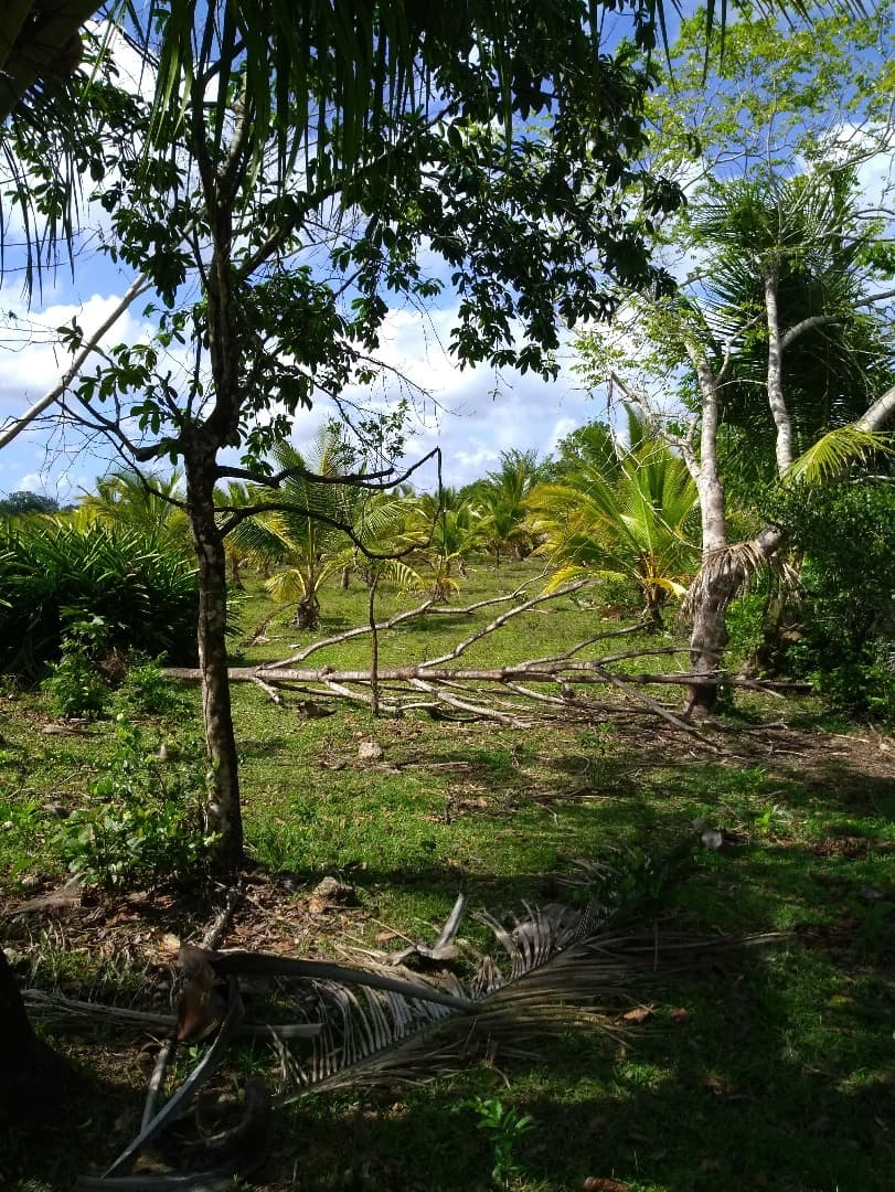 Young Hybrid Coconut Farm - Image 2