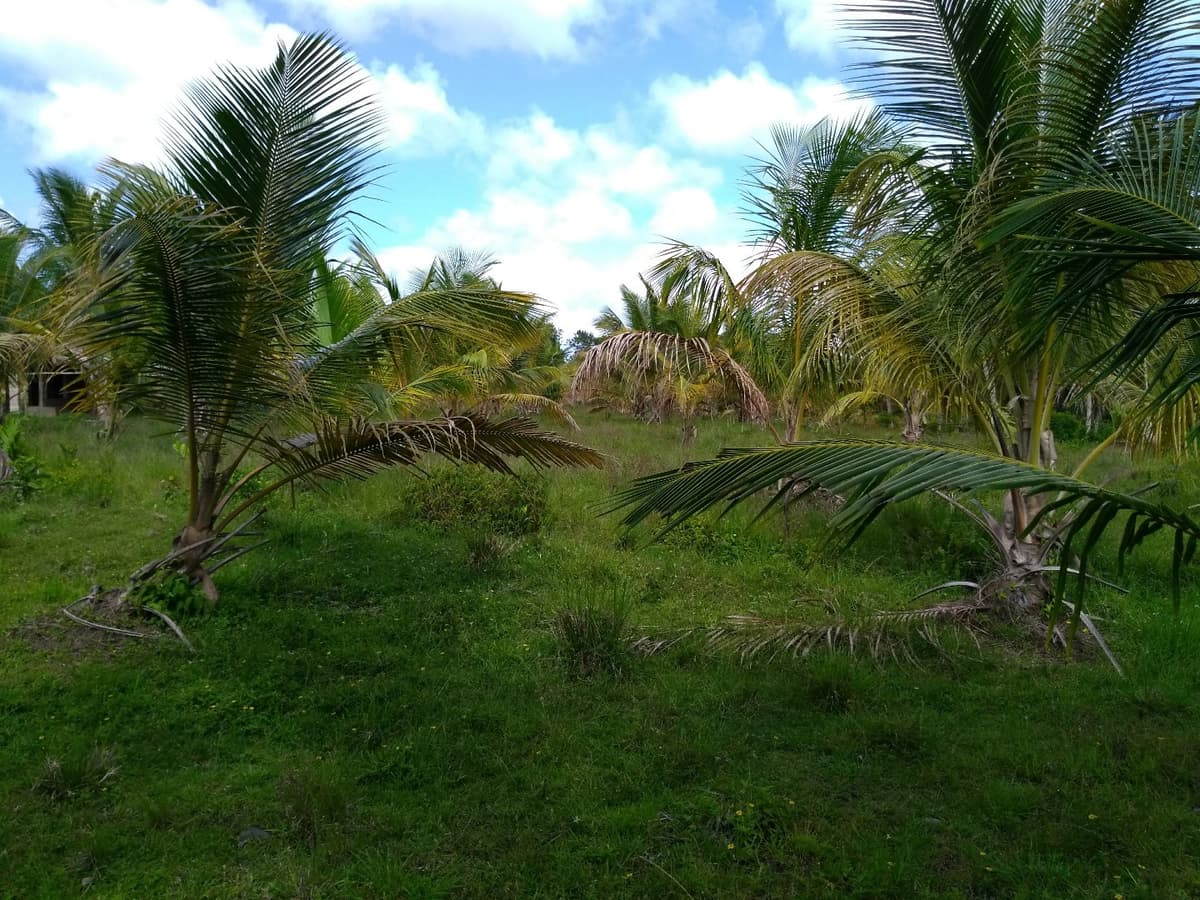 Young Hybrid Coconut Farm - Image 3