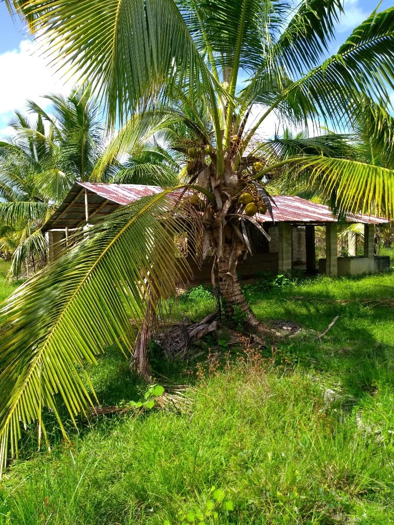 Young Hybrid Coconut Farm - Image 4