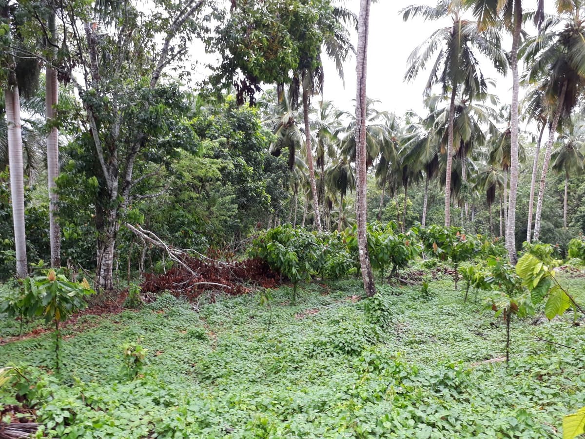 Coconut And Cocoa Farm - Image 1