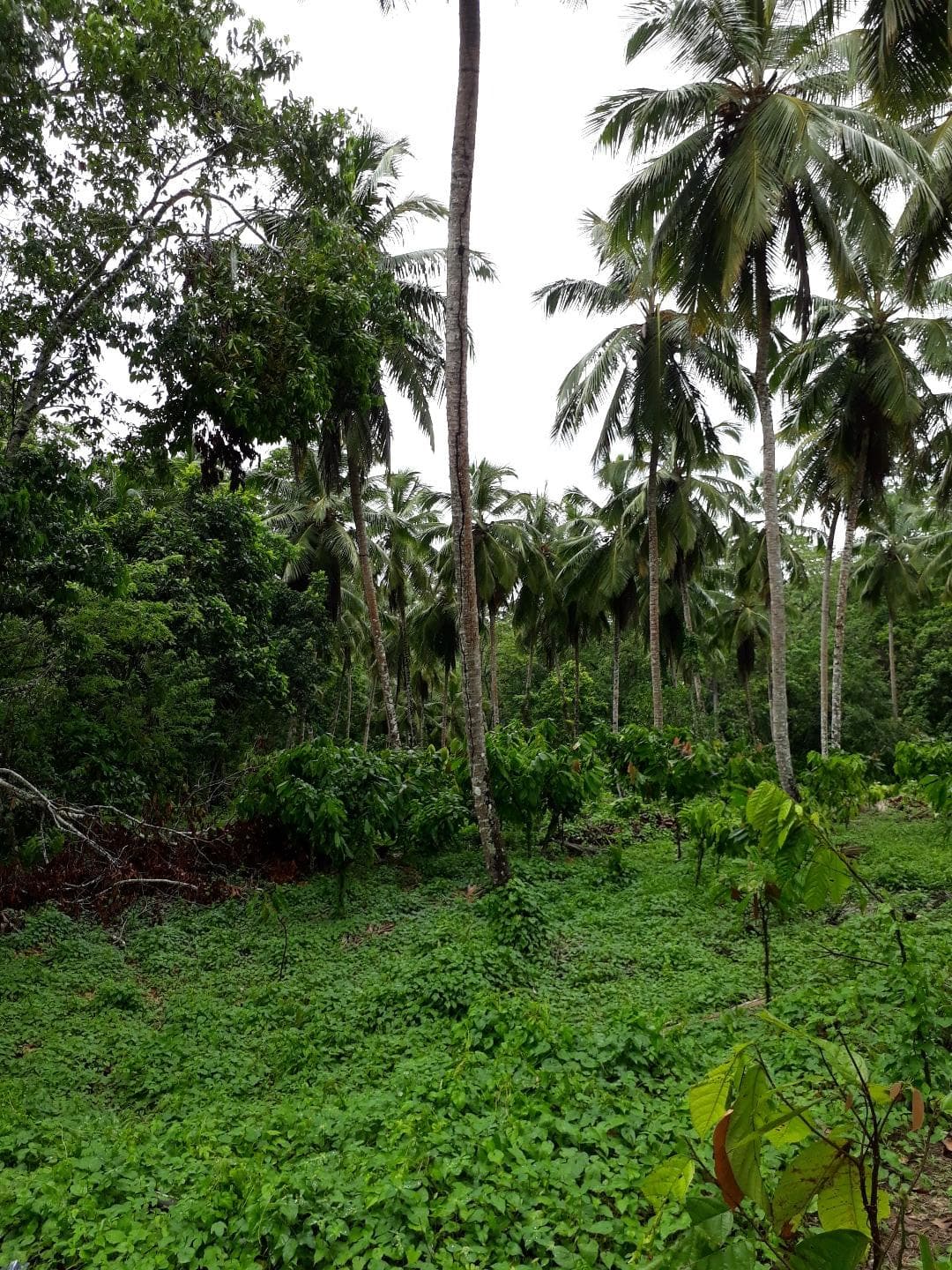 Coconut And Cocoa Farm - Image 3