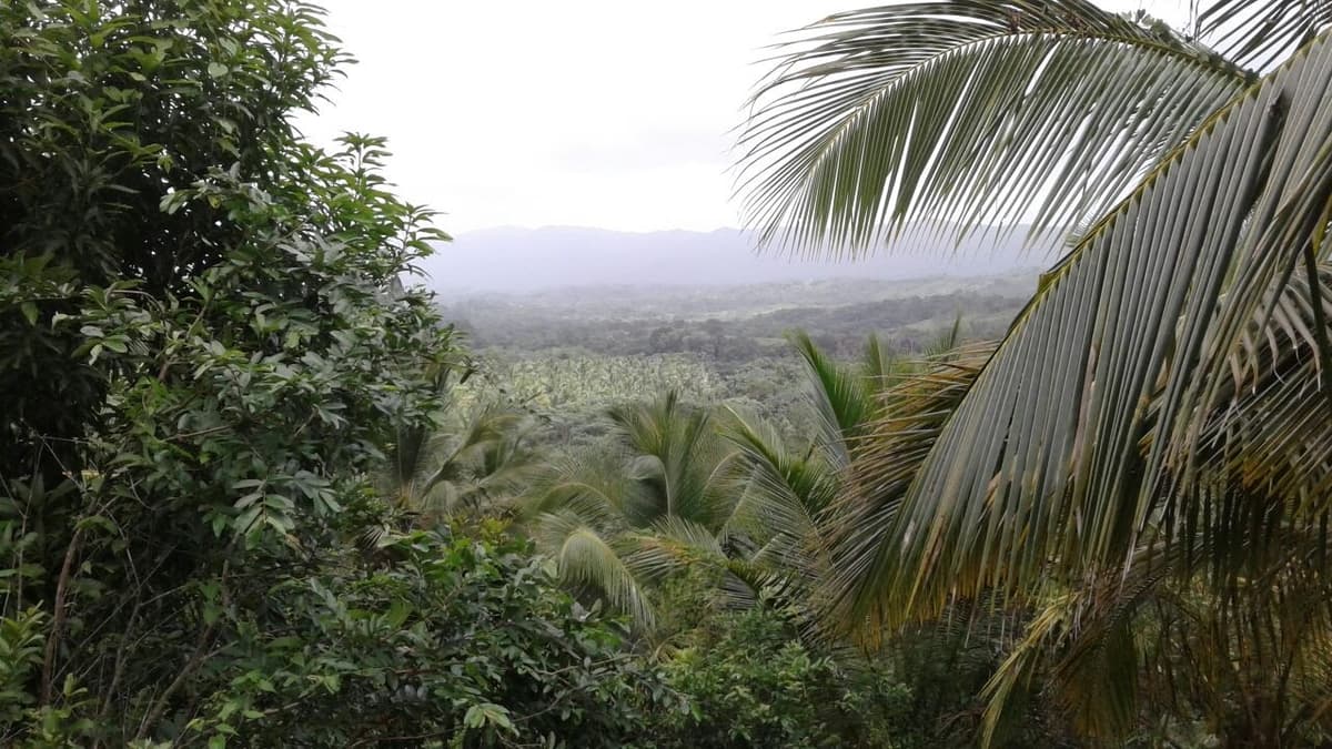 Young Coconut Farm Within â€�coconut Forest Zone�€� Nagua