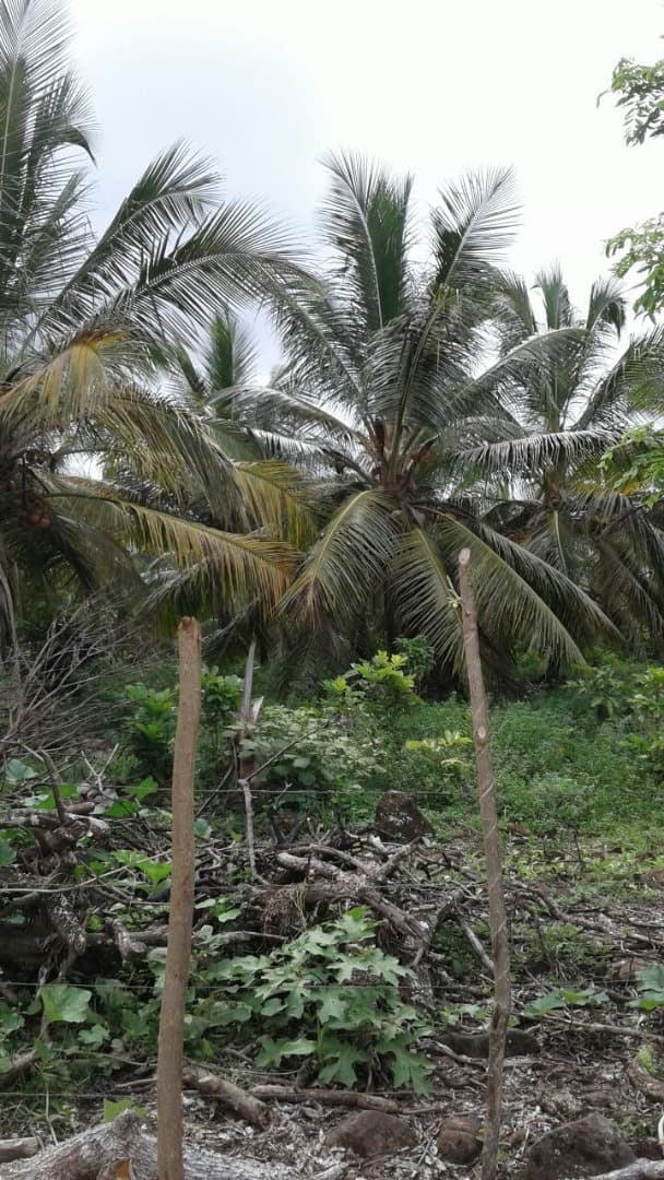 Young Coconut Farm Within â€�coconut Forest Zone�€� Nagua - Image 2