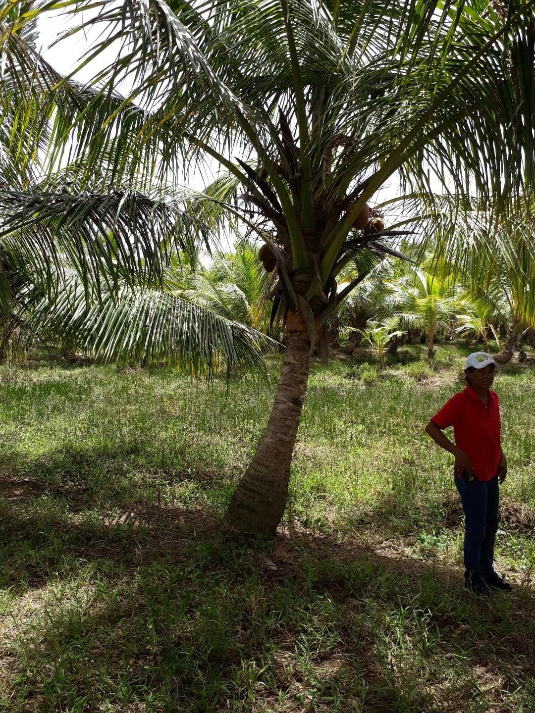 Young Coconut Farm Within â€�coconut Forest Zone�€� Nagua - Image 3