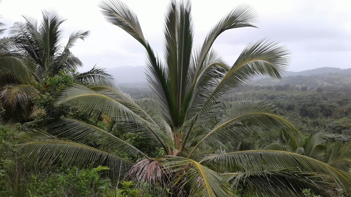 Young Coconut Farm Within â€�coconut Forest Zone�€� Nagua - Image 4
