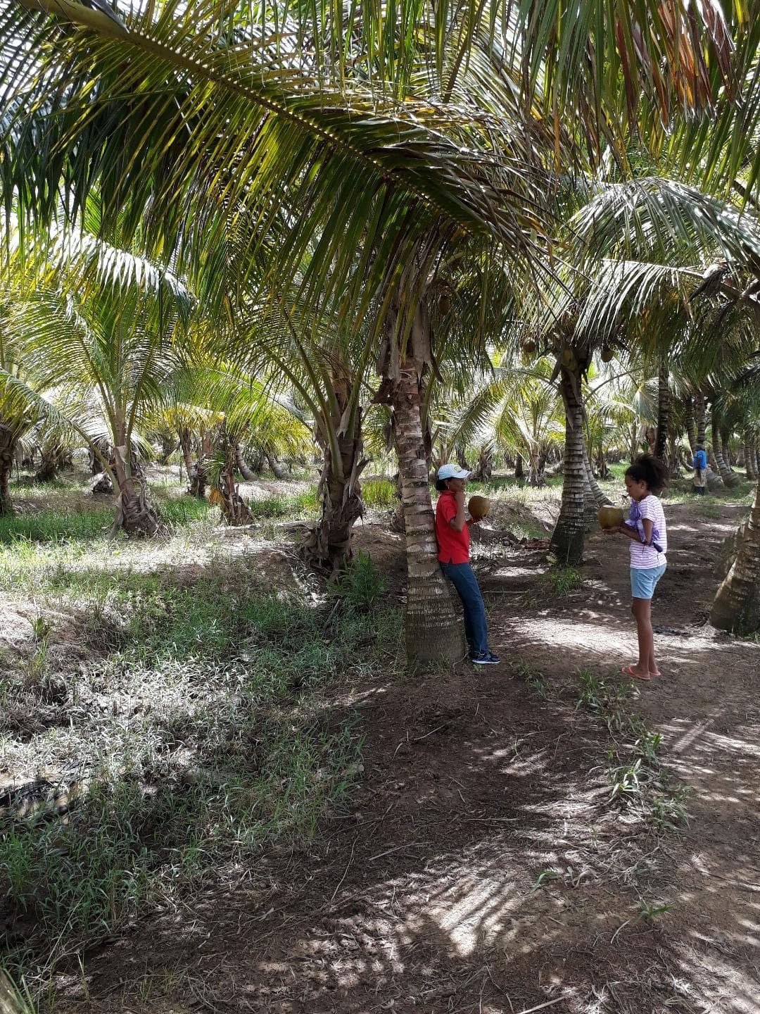 Young Coconut Farm Within â€�coconut Forest Zone�€� Nagua - Image 5