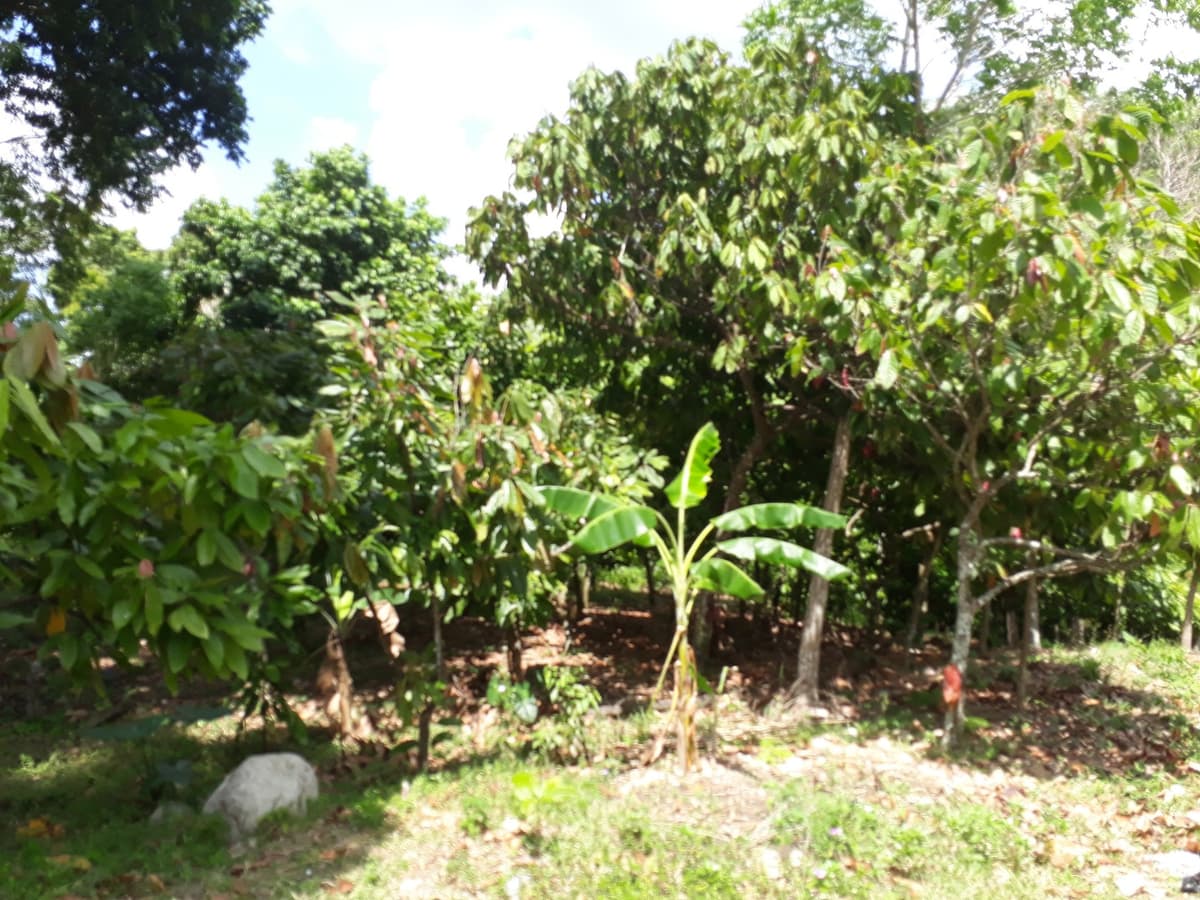 Cocoa And Mixed Fruits Farm + Cocoa Processing Installation
