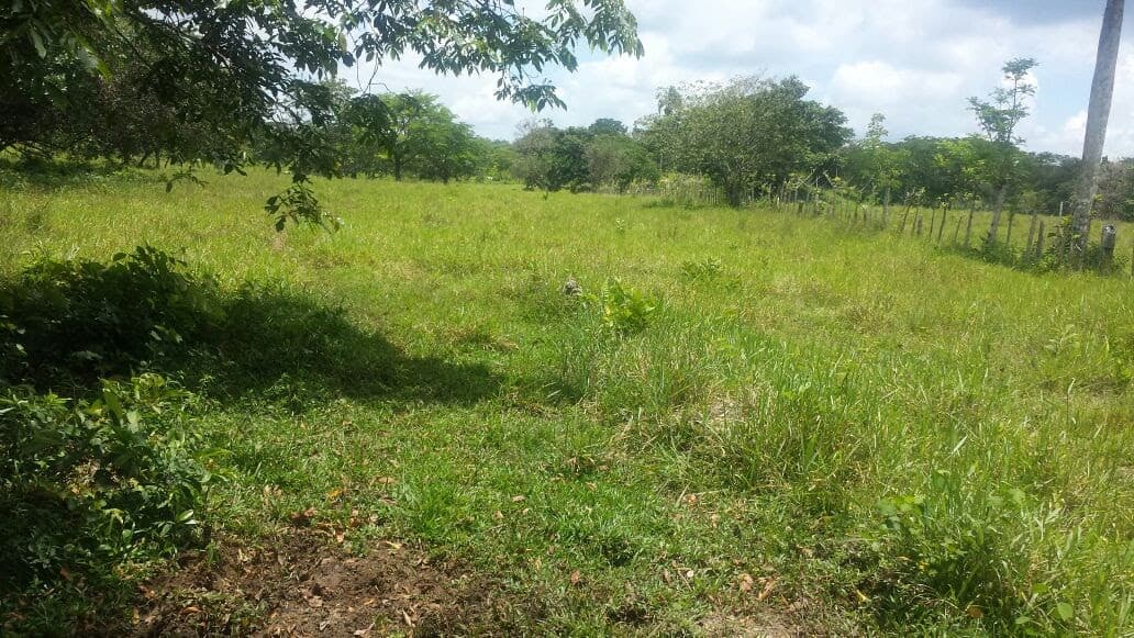 Cattle Farm - Image 3