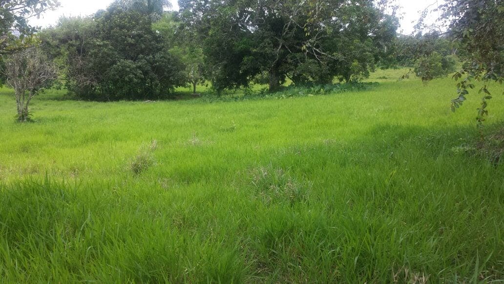 Cattle Farm - Image 5