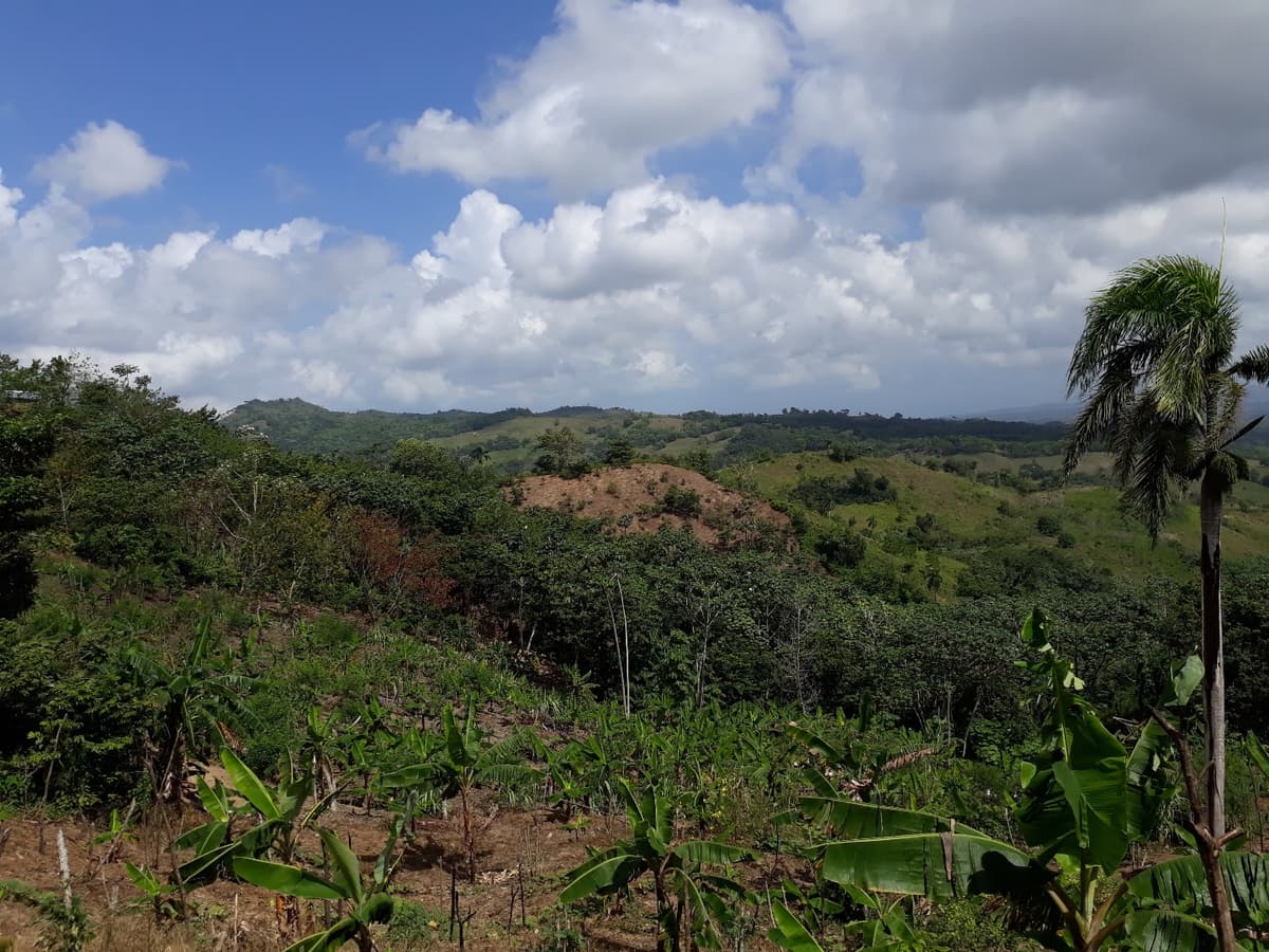 Former Cocoa And Coffee Farm