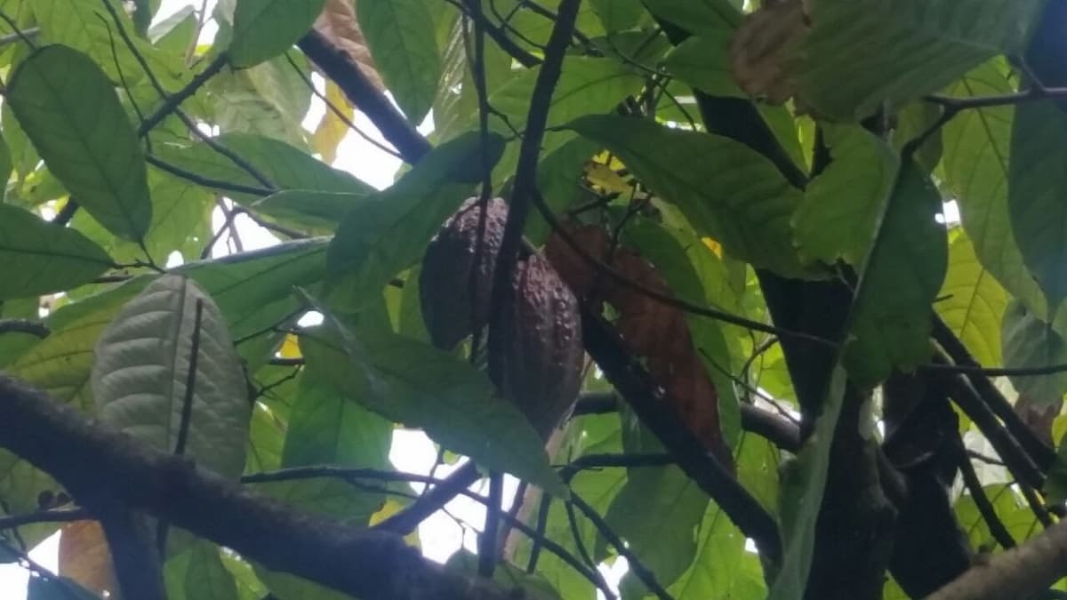 Former Cocoa And Coffee Farm - Image 3