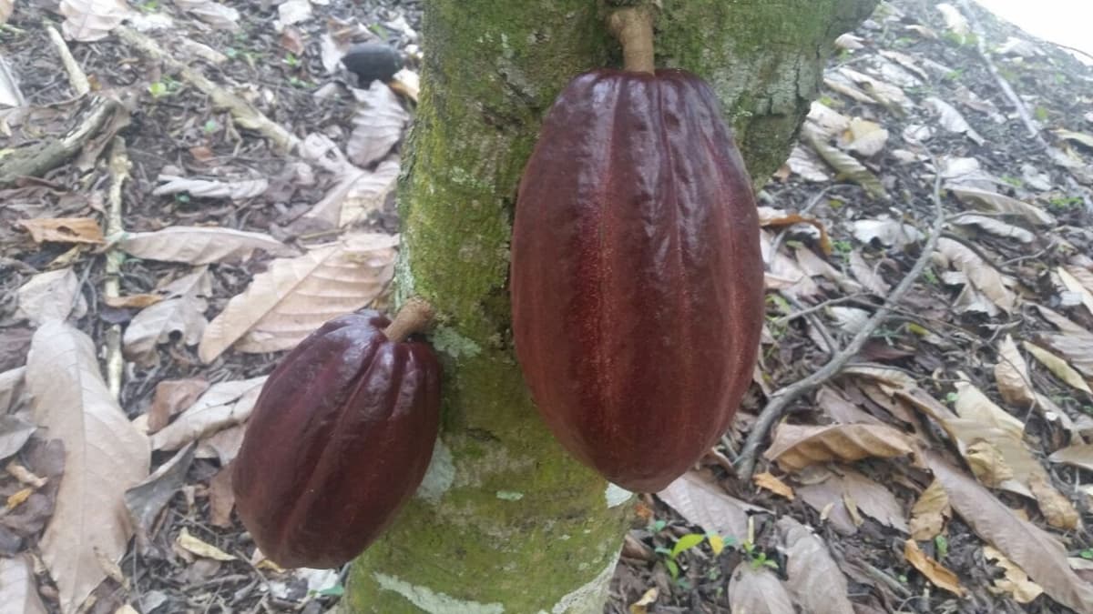 Former Cocoa And Coffee Farm - Image 5