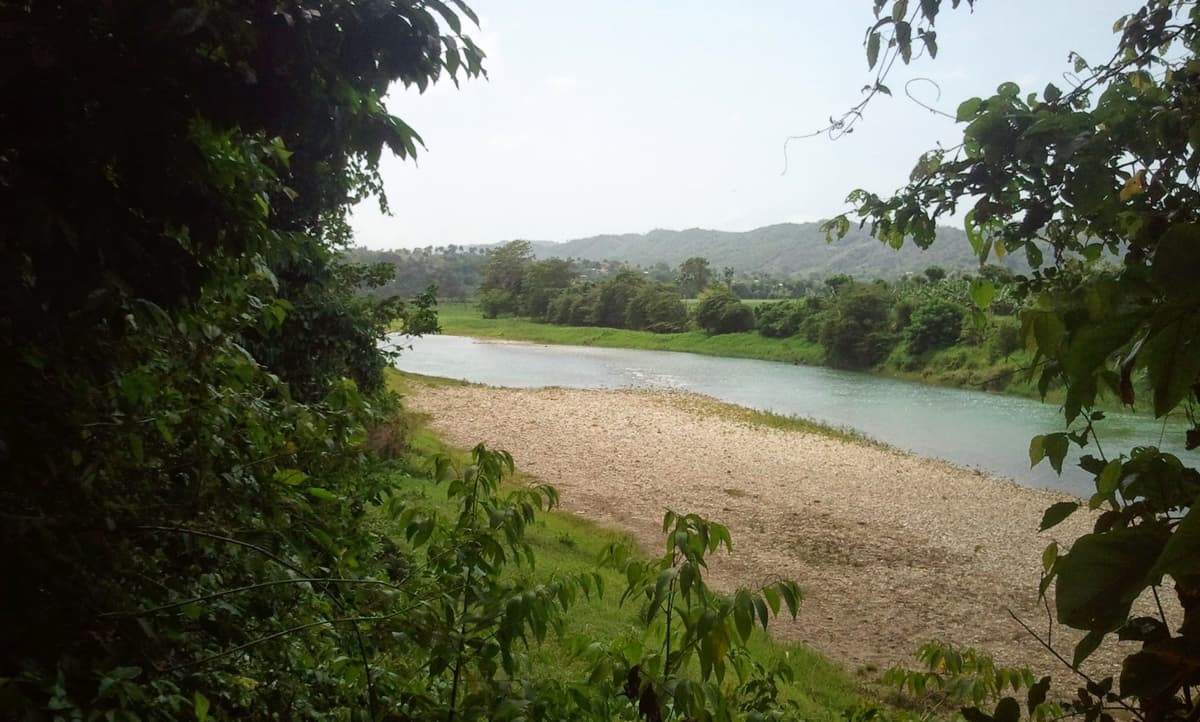 Young Cocoa Plantation With Mahoganny And Oak Trees - Image 3