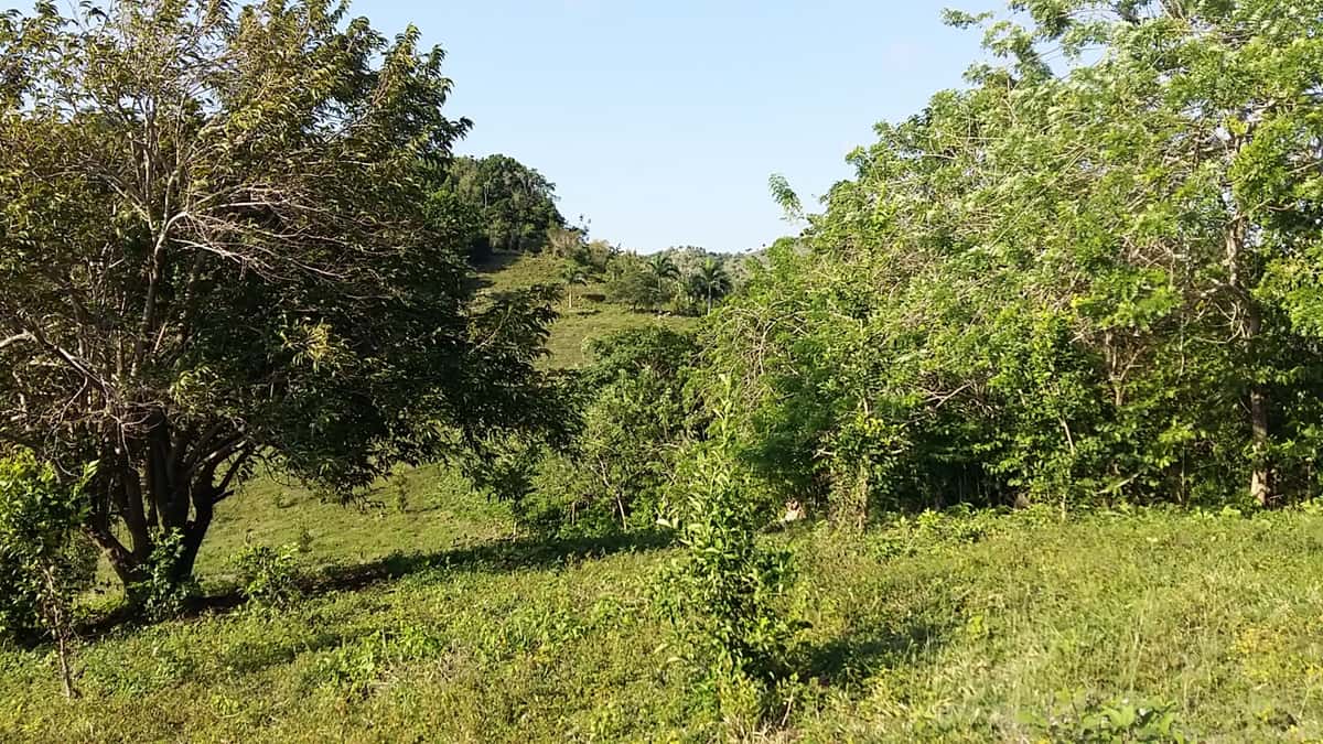 Cattle Farming
