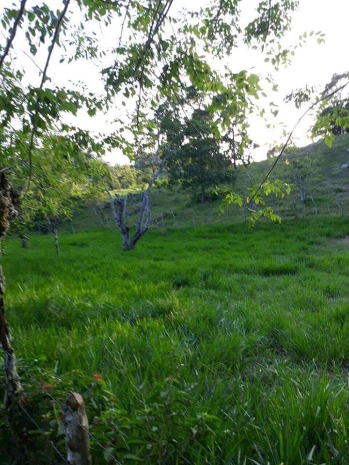 Former Citrics Farm - Image 4