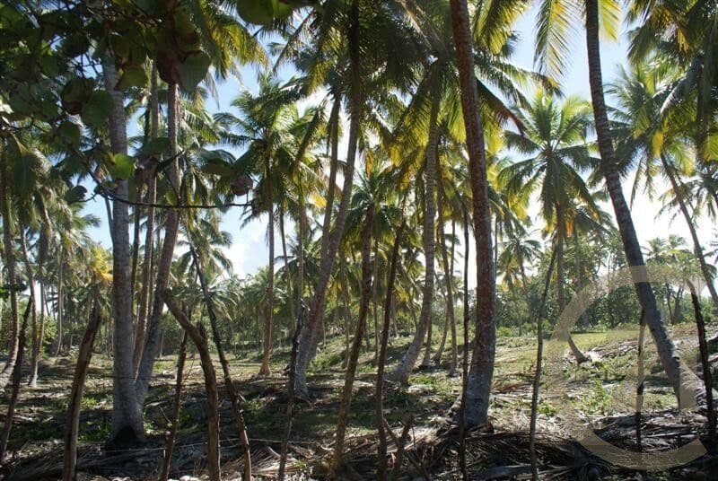 Exclusive Beachfront Lot for sale in La Boca, Sabaneta - Image 1