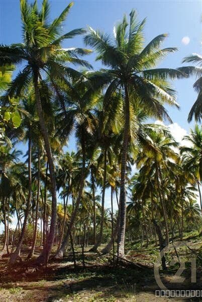 Exclusive Beachfront Lot for sale in La Boca, Sabaneta - Image 3