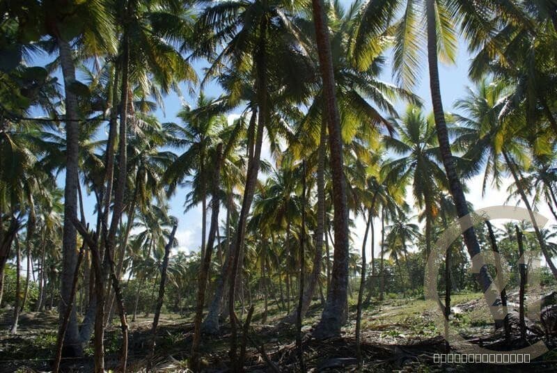 Exclusive Beachfront Lot for sale in La Boca, Sabaneta - Image 4