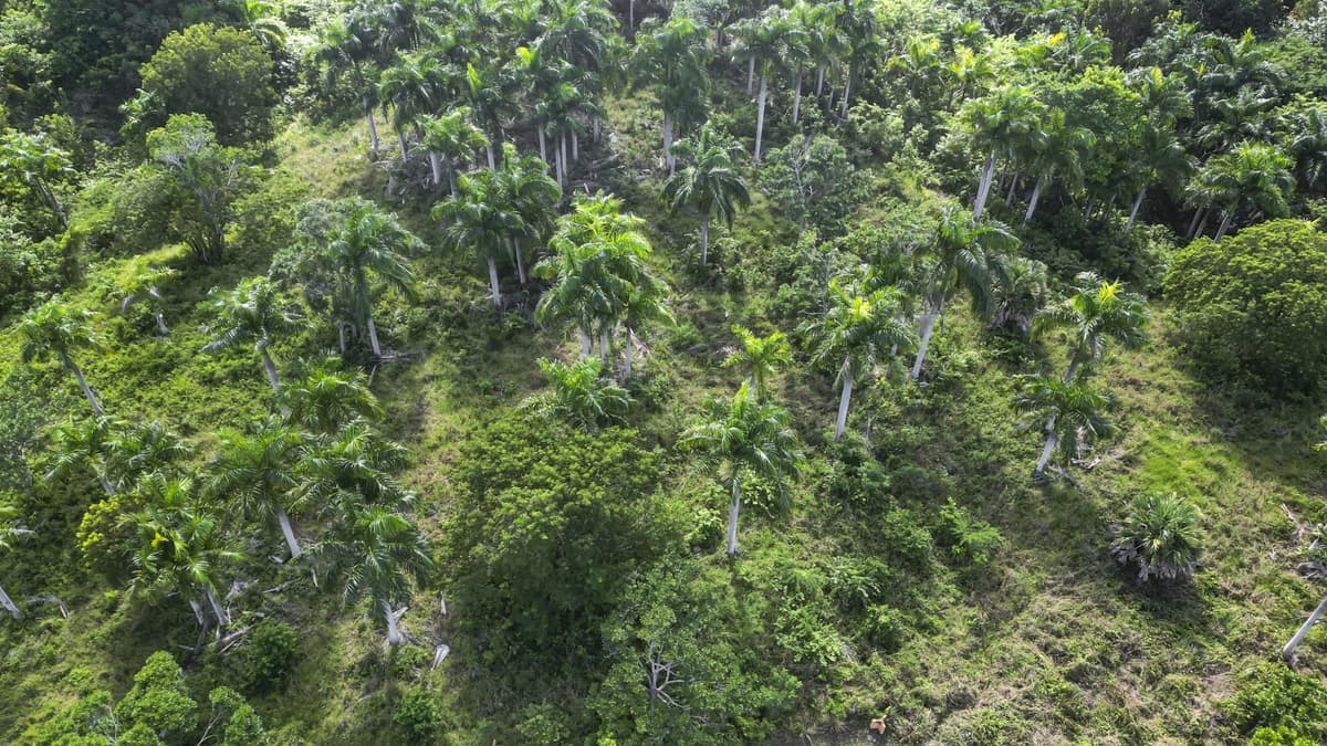 Premium 2,295 m² Ocean-View Lot in Panorama Village – Exclusive $105k Opportunity - Image 3