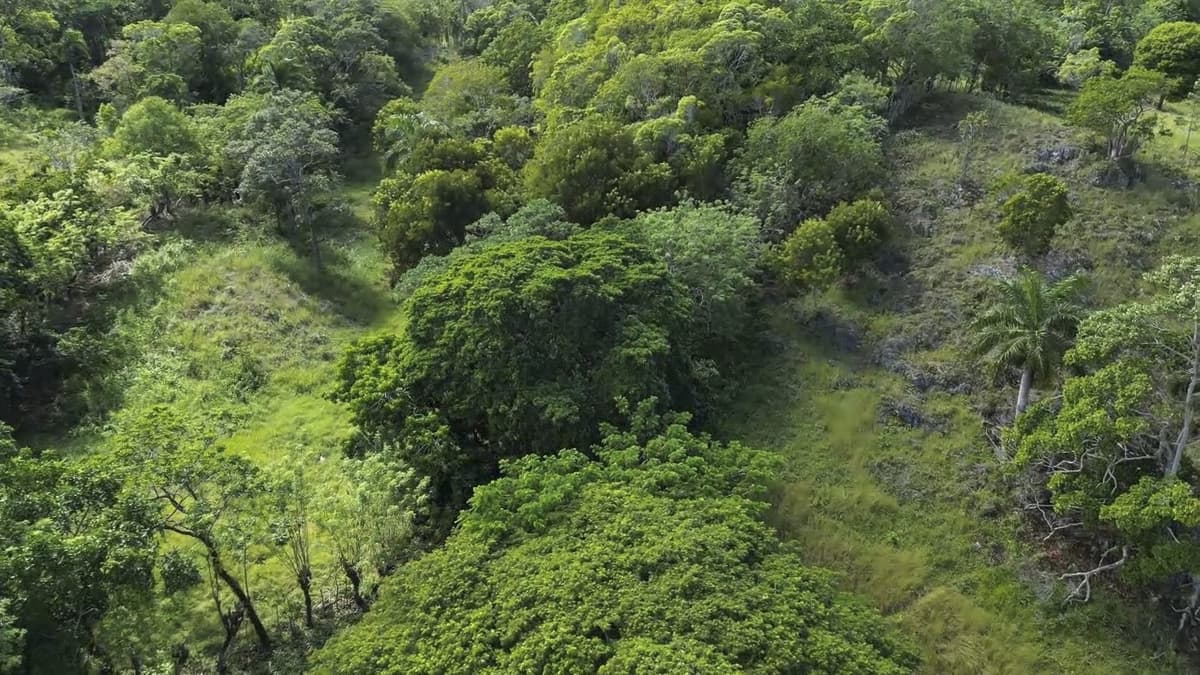 76 Acres Of Awesome Development Land For Sale In Sosua -