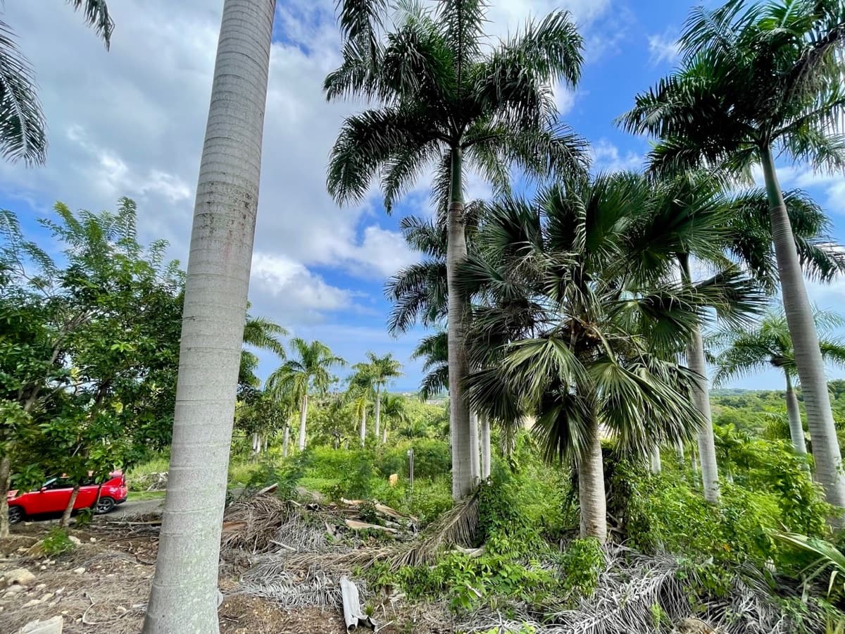 Exceptional Ocean View Land for Sale – Sosúa, Dominican Republic - Image 2