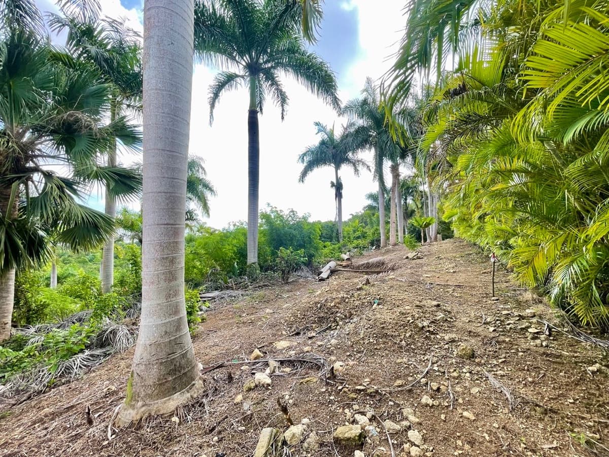 Exceptional Ocean View Land for Sale – Sosúa, Dominican Republic - Image 5