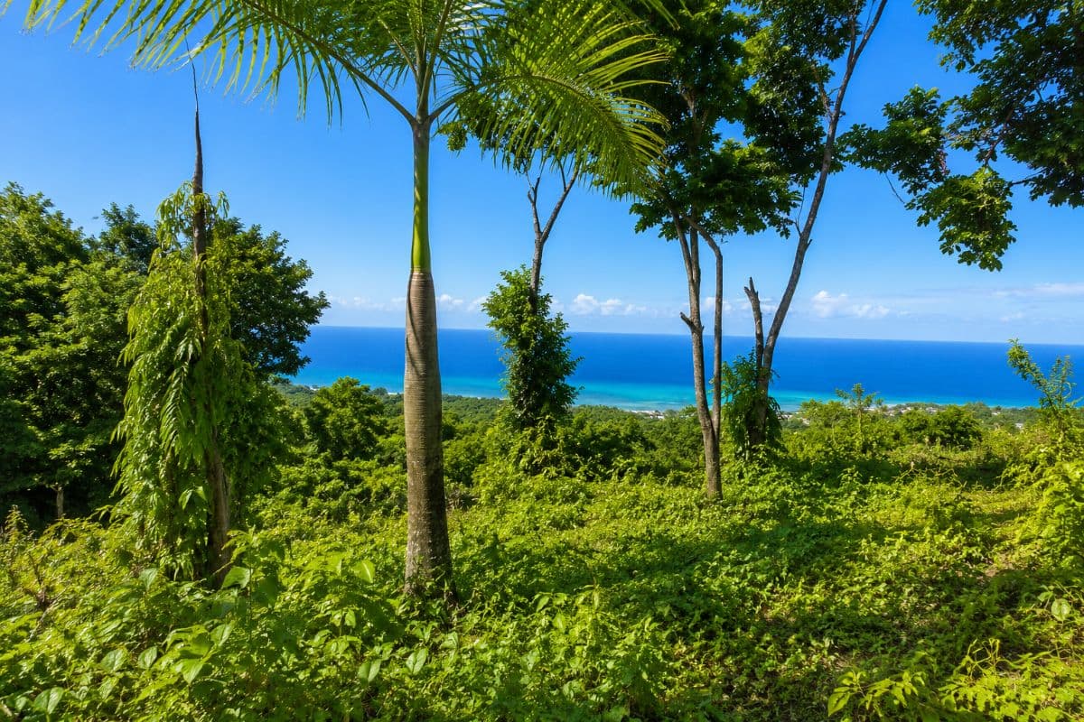 🌴 Exceptional 2,672 m² Building Plot with 180° Panoramic Sea Views - Las Terrenas - Image 3