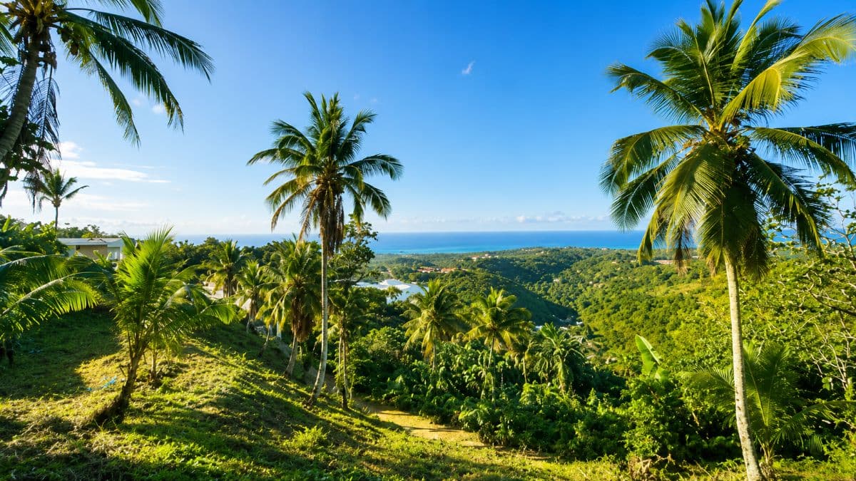 🌴 Exceptional 2,443 m² Building Plot with Sea View - Las Terrenas - Image 4