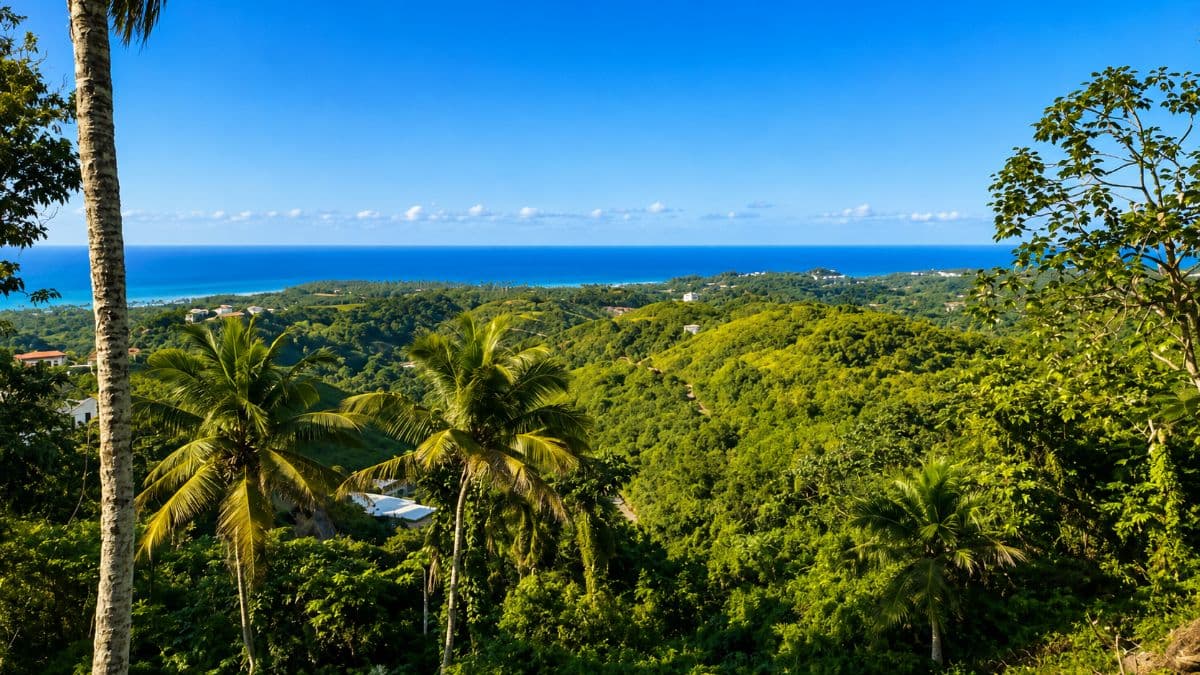 🌴 Exceptional 2,443 m² Building Plot with Sea View - Las Terrenas - Image 3