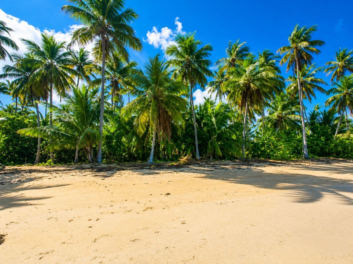 🌴 Rare 2,500 m² Building Plot Just 60 m from Playa Cosón – Las Terrenas - Image 2