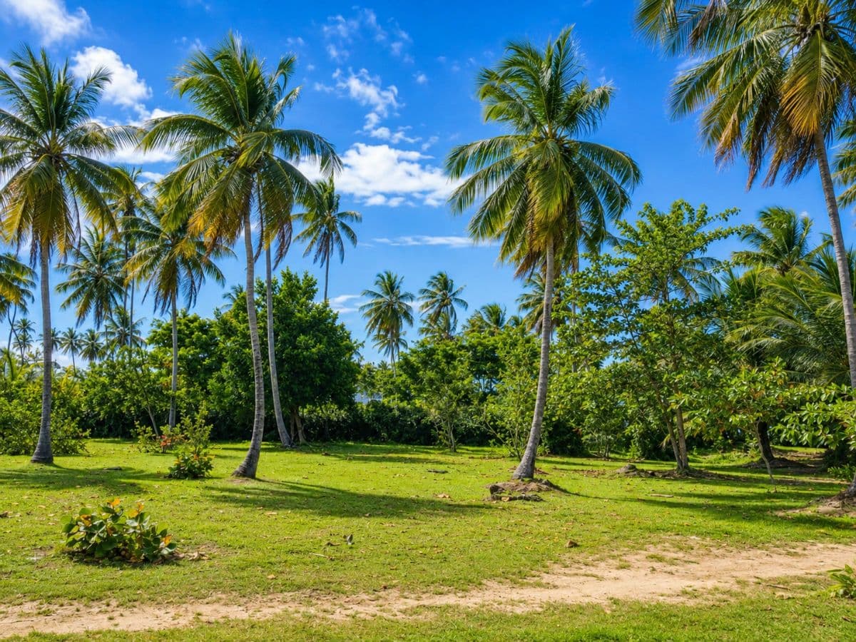 🌴 Exceptional Beachfront Building Plot – Portillo, Las Terrenas - Image 2