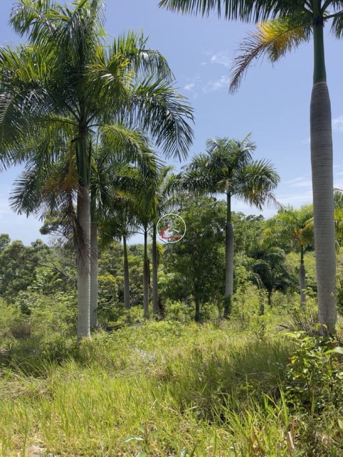 Stunning Hillside Lots for Sale in Sosúa – Surrounded by Nature, Gated Community, Ocean Views - Image 3