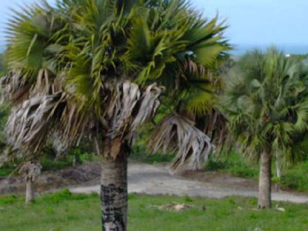 A View Like A Caribbean Dream! Overlook The Ocean