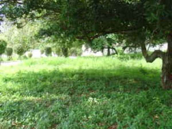 Large Building Lot With Shady Mango Trees