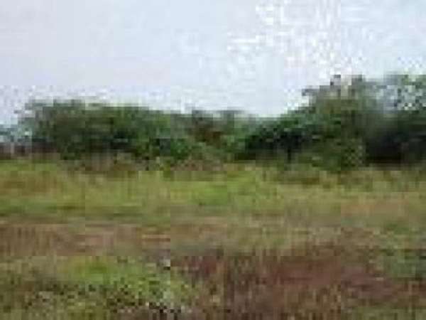 Lot With 31,000 M2 X 42 Us$, With A Great