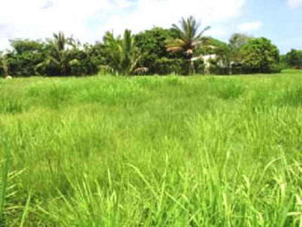 Excellent Building Lot Located On The Golf Course