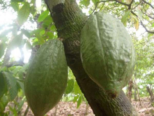 Organic Cacoa Farm  Altamira