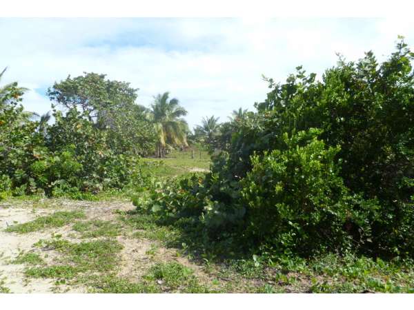 Beach Front Lot In Cabarete 2100 M2