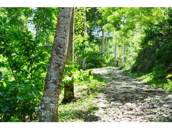 Great Income Cacao And Mahogany Plantation