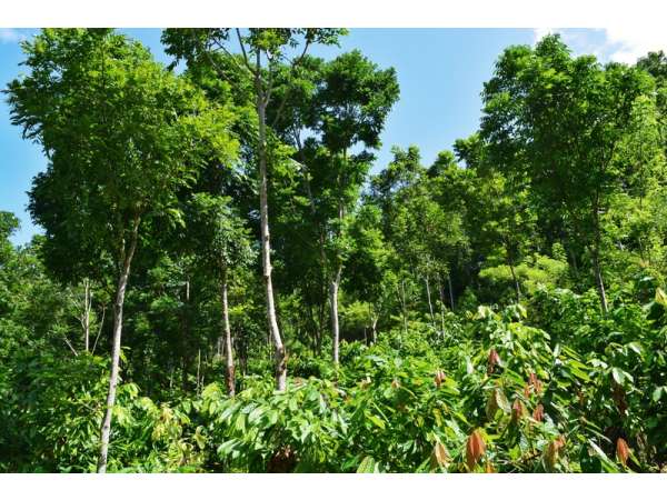 Great Income Cacao And Mahogany Plantation