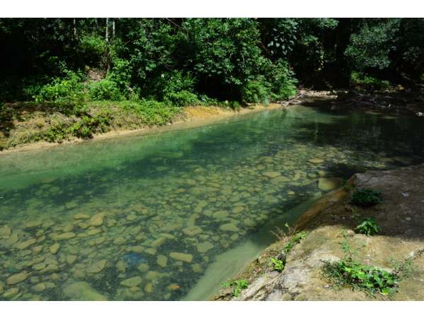 Great Income Cacao And Mahogany Plantation