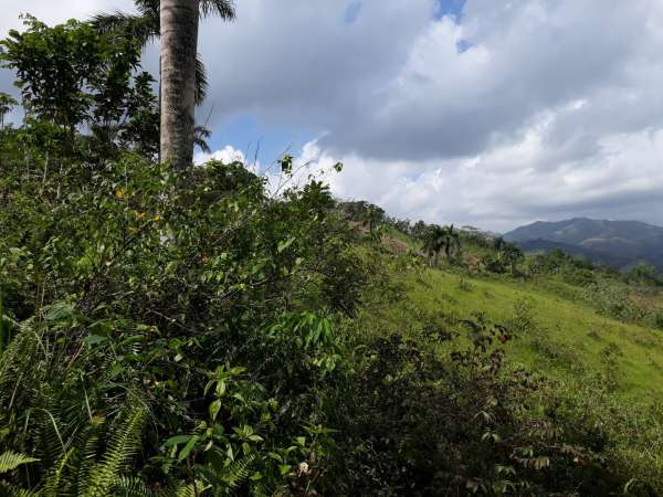 Former Cocoa And Coffee Farm