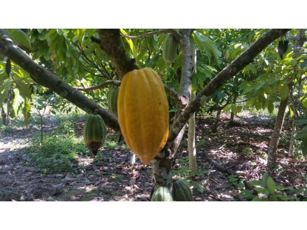 Former Cocoa And Coffee Farm