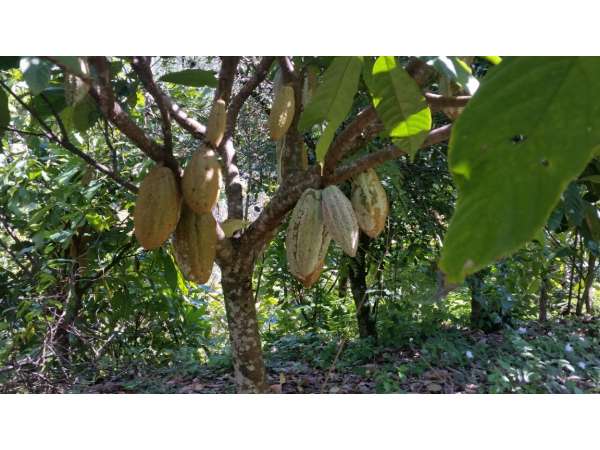 Former Cocoa And Coffee Farm